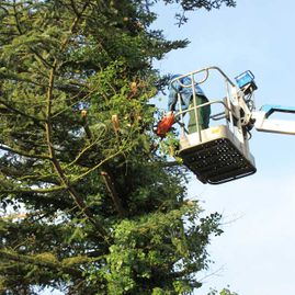 Erde und mehr Joachim Meyer Weener Baumpflege